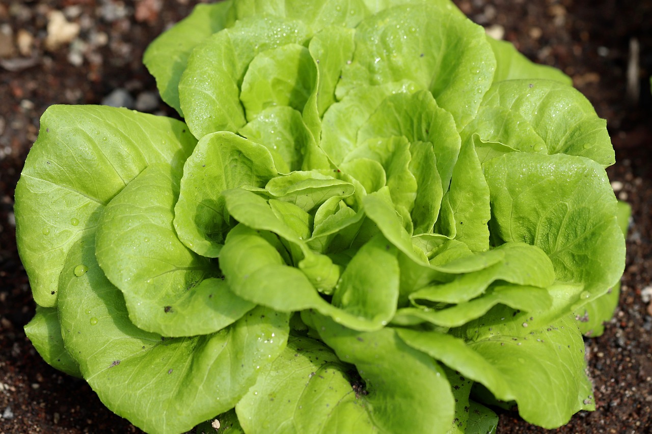 Guide complet pour réussir la culture de salades dans votre jardin