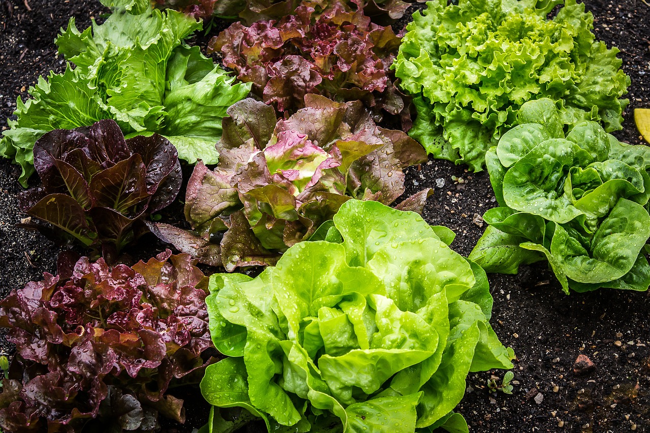  réussir la culture de salades dans votre jardin