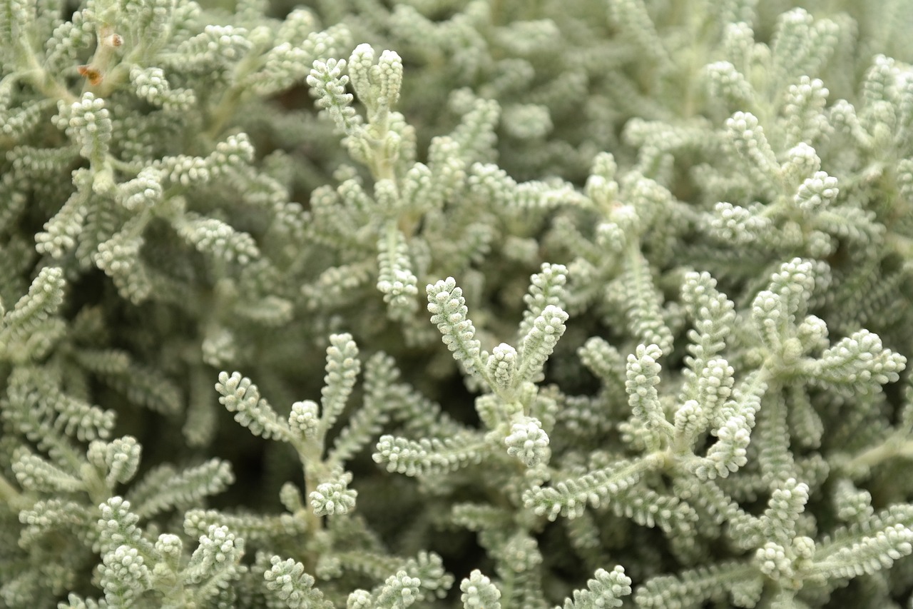 Plantes couvre-sol résistantes à la sécheresse