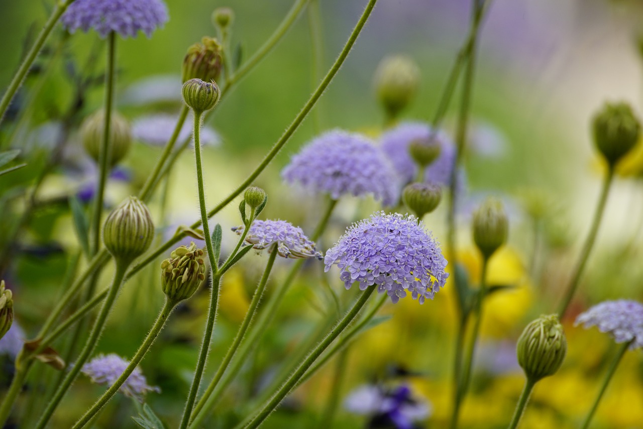 techniques de jardinage pour un jardin florissant