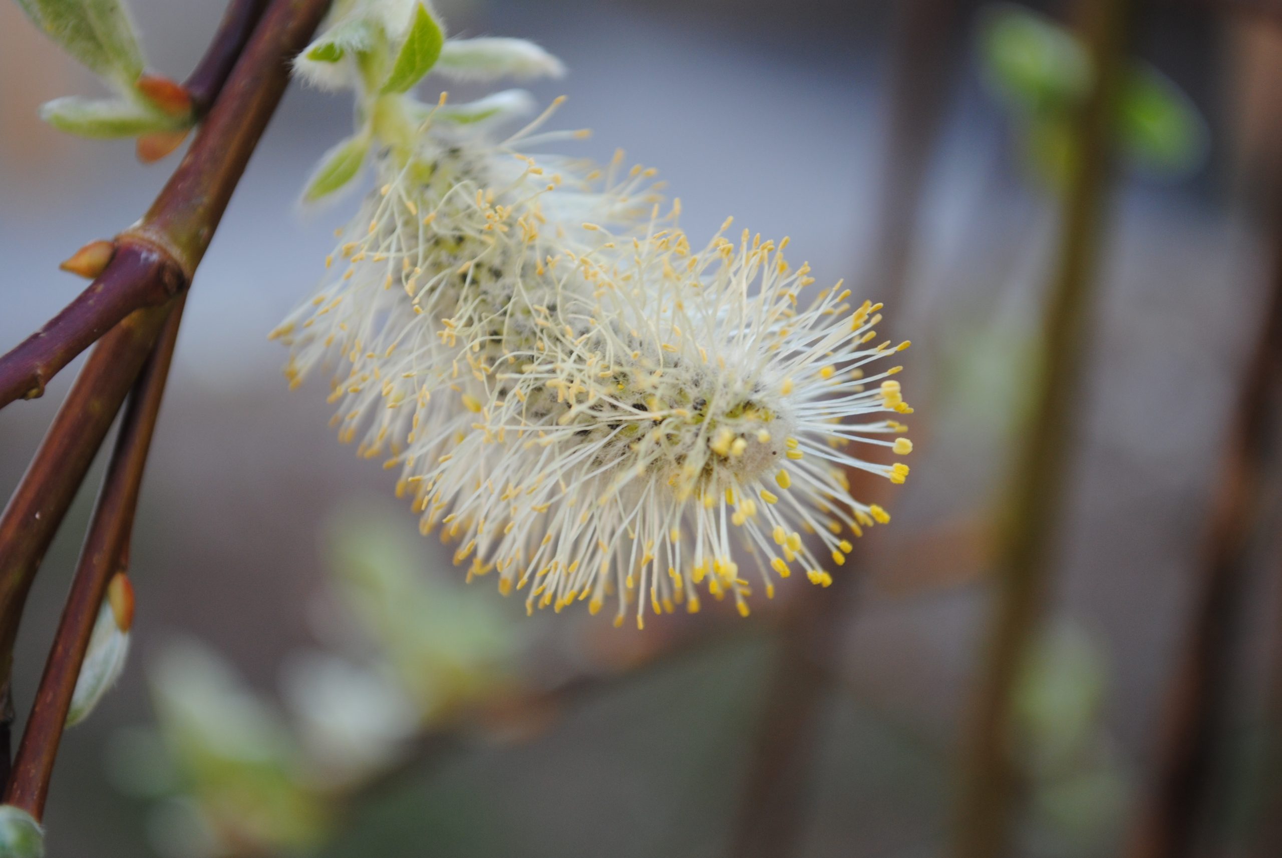 Les secrets pour entretenir un saule crevette