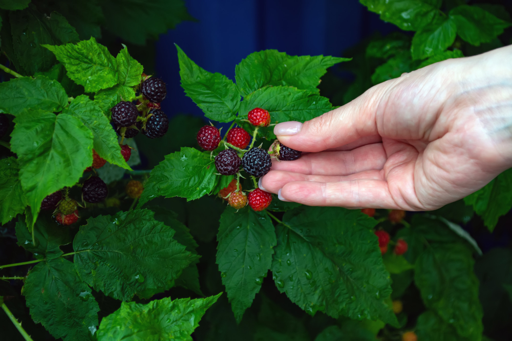 bien planter des framboisiers pour une récolte optimale