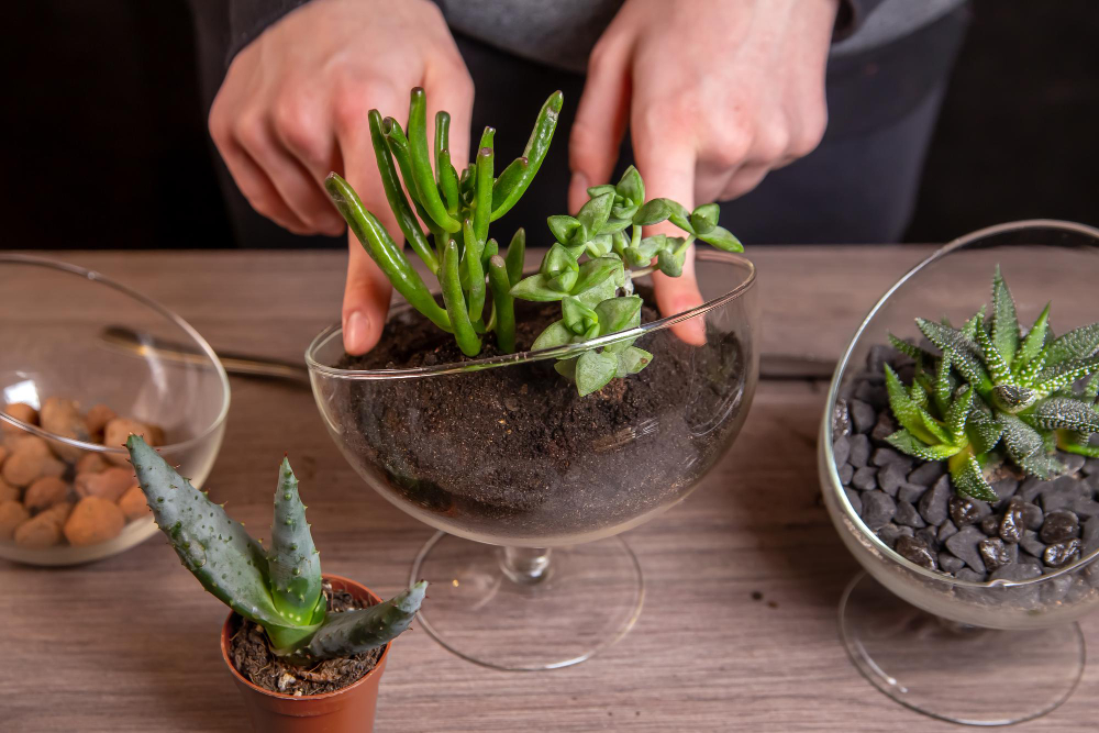 La Plante grasse facile à entretenir