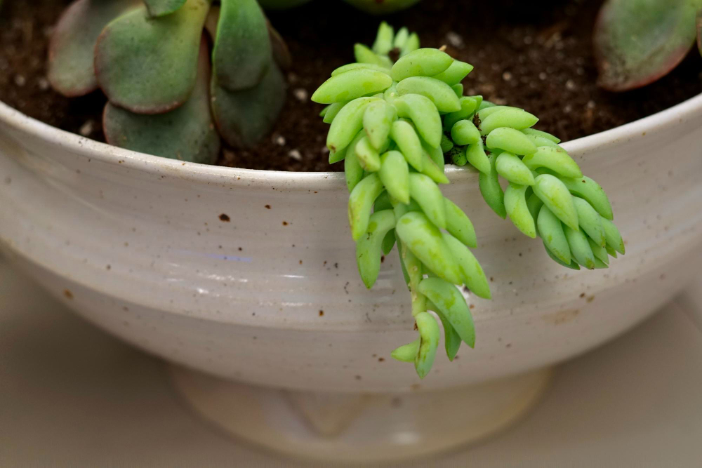 La Plante grasse