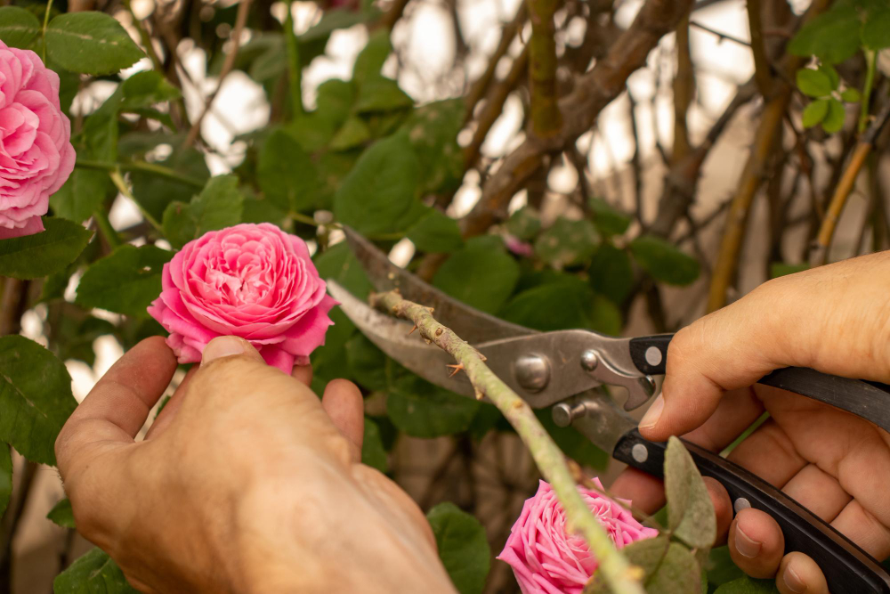 Les secrets de la taille d'automne pour un rosier vigoureux au printemps