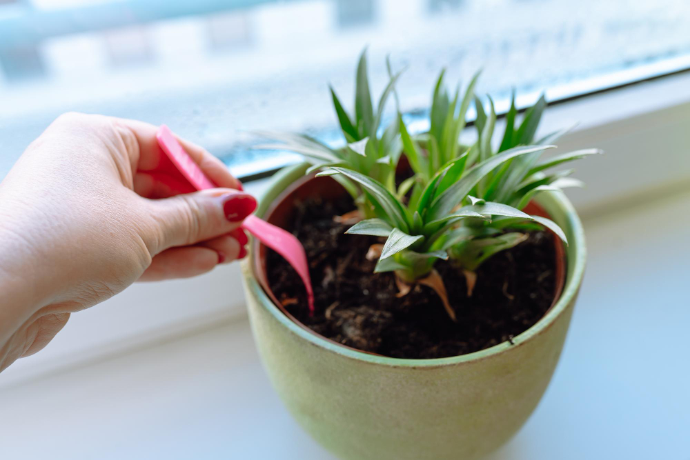 Plante grasse facile à entretenir