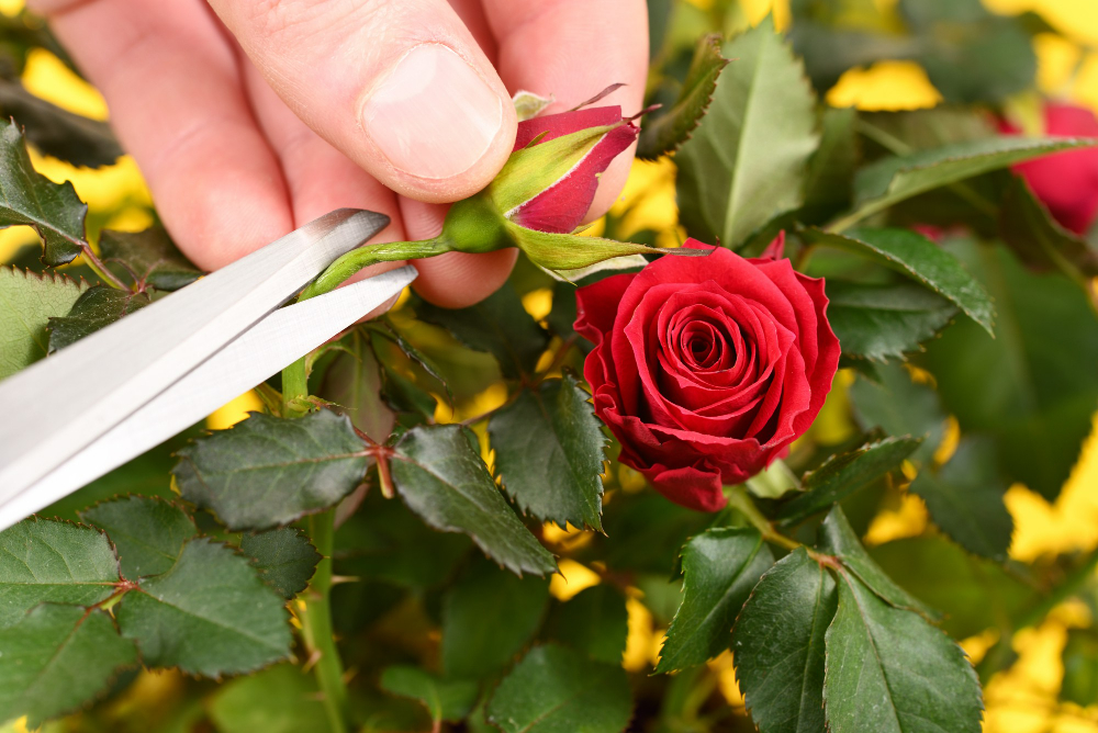  la taille d'automne pour un rosier vigoureux au printemps