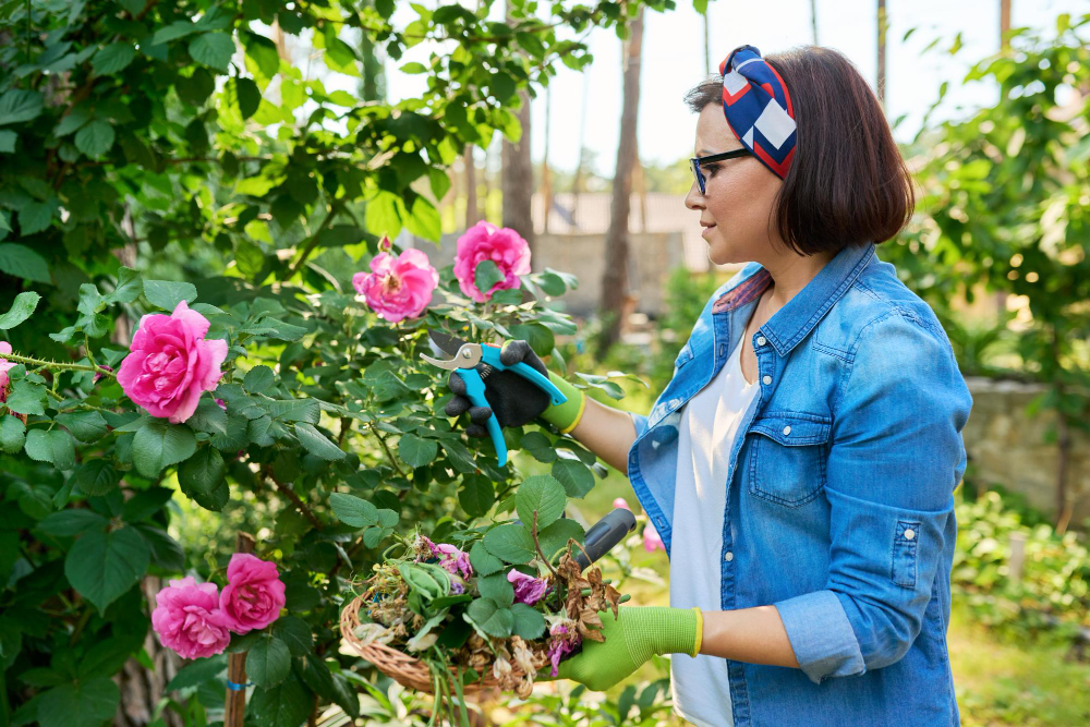  la taille d'automne pour un rosier vigoureux